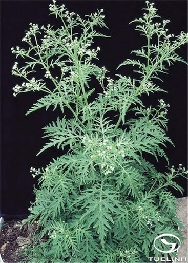 Cây Cúc liên chi dại. Parthenium hysterophorus L. - Cây Thuốc Nam Quanh Ta